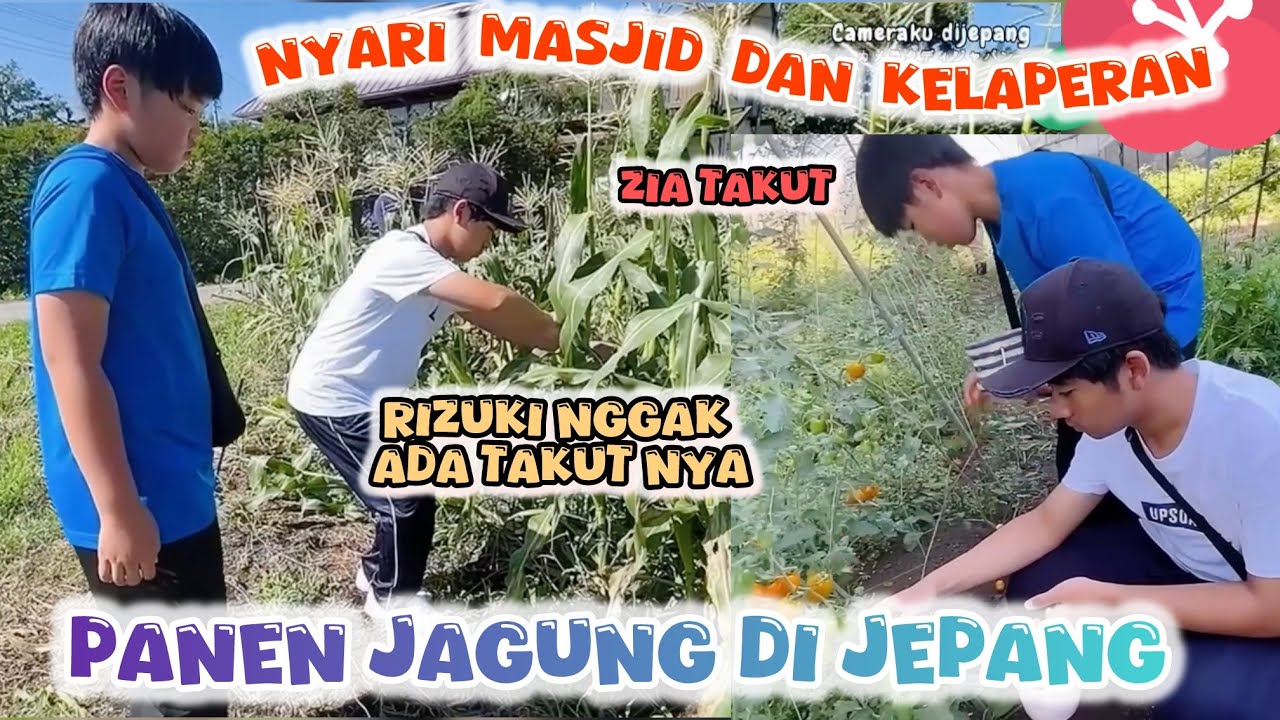 KESERUAN PANEN JAGUNG GRATIS PANEN TOMAT🤗