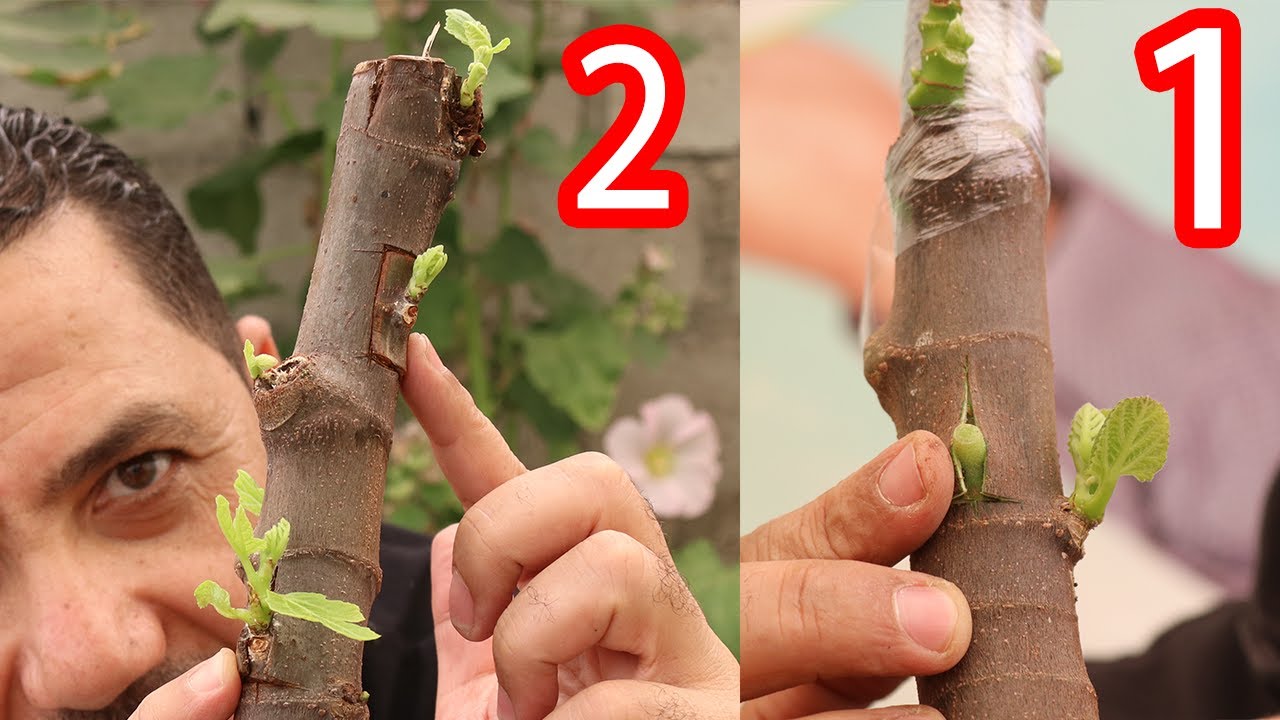 أسهل طريقة لتطعيم الأشجار بالبرعم | التطعيم بالعين والتطعيم بالرقعة والتطعيم بالشريحة  (ملف كامل )