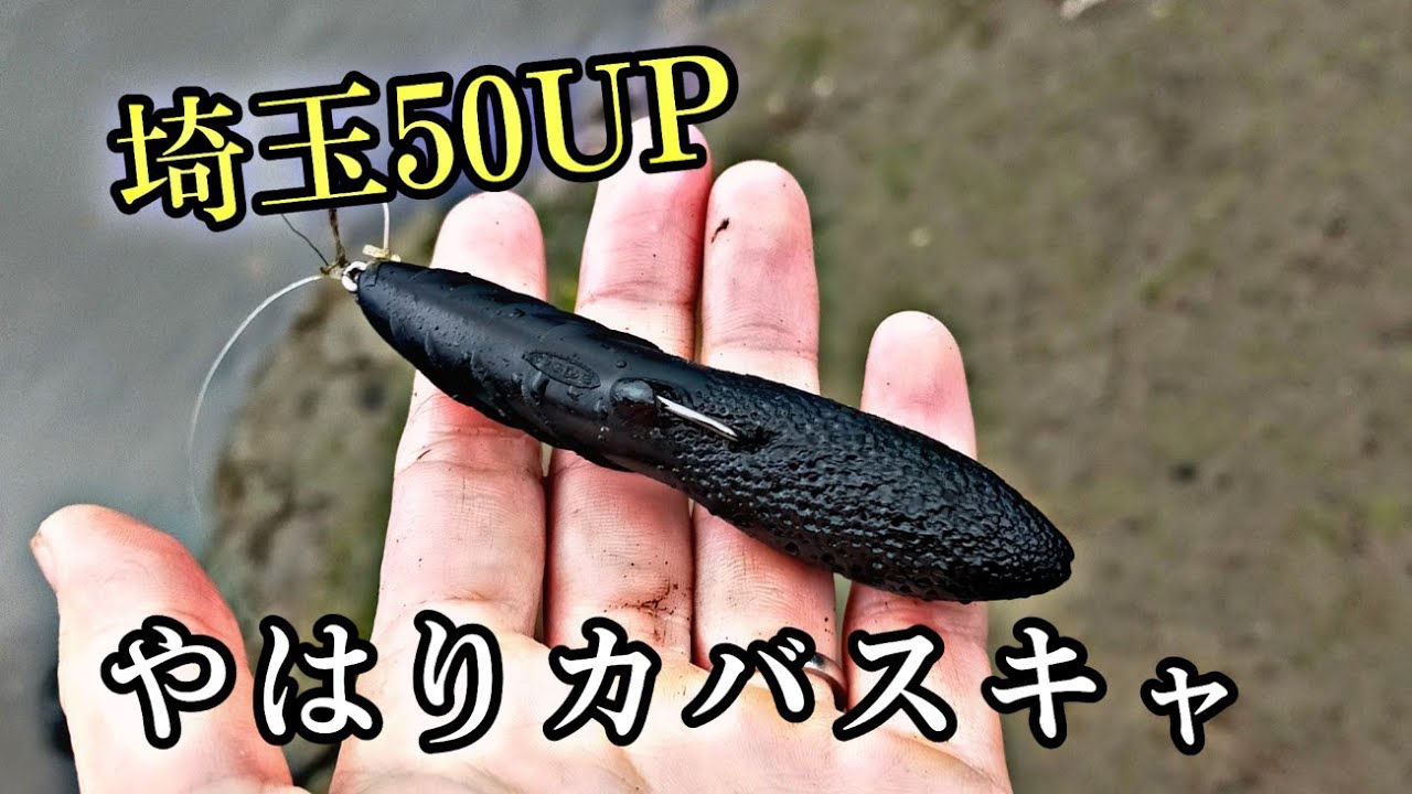【元荒川バス釣り】50UPスモール釣れた。カバースキャットは神