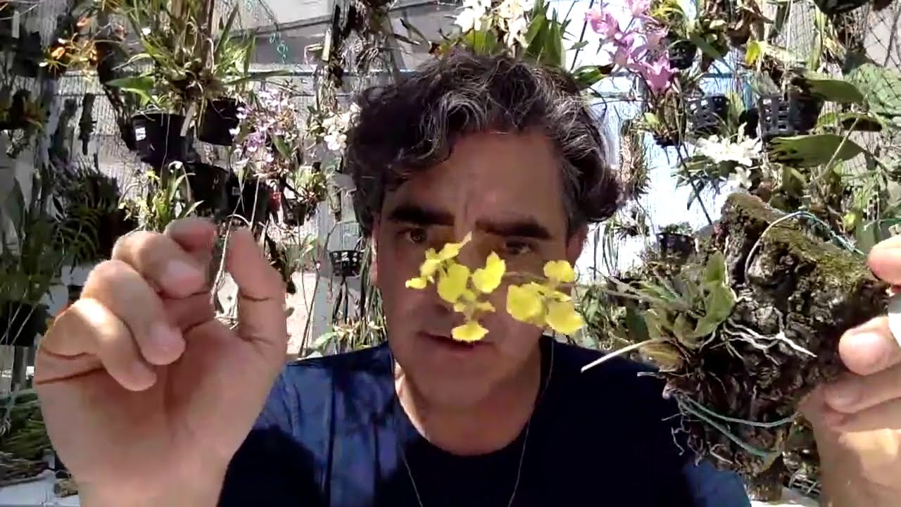 Orquideas de inicio de primavera 2021