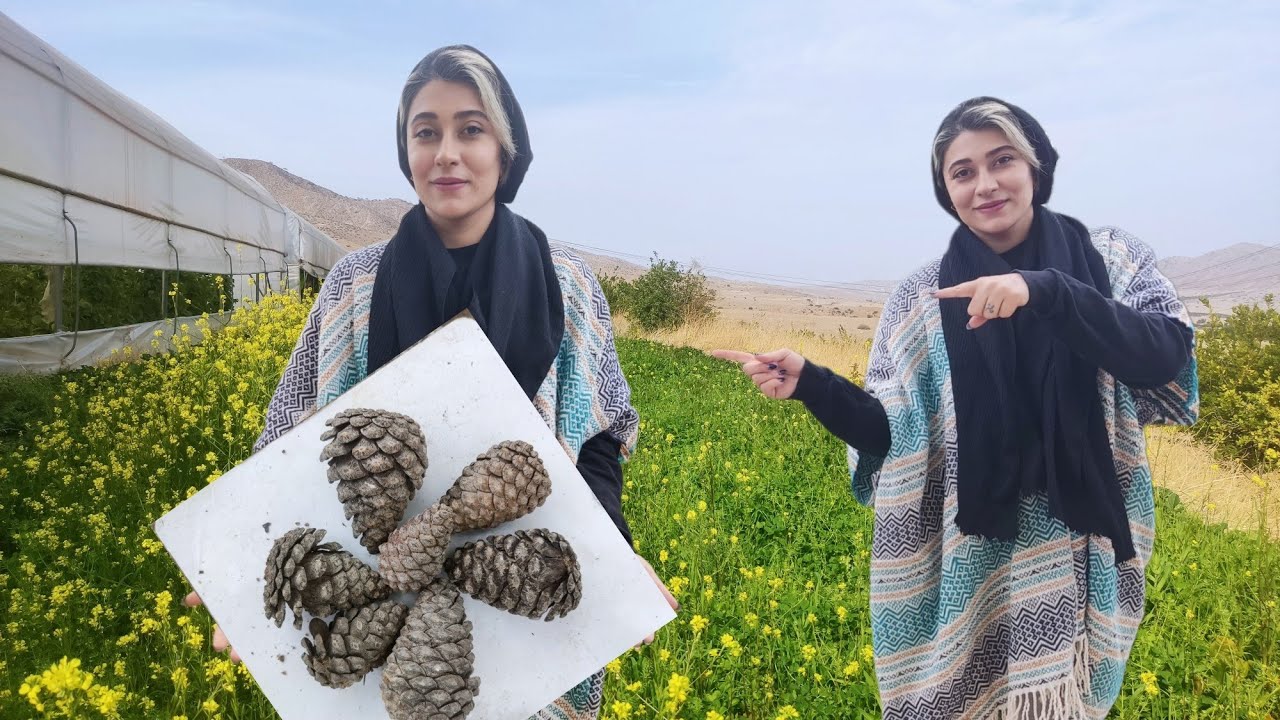 Village life in Iran:How to grow a tree from pine nuts?