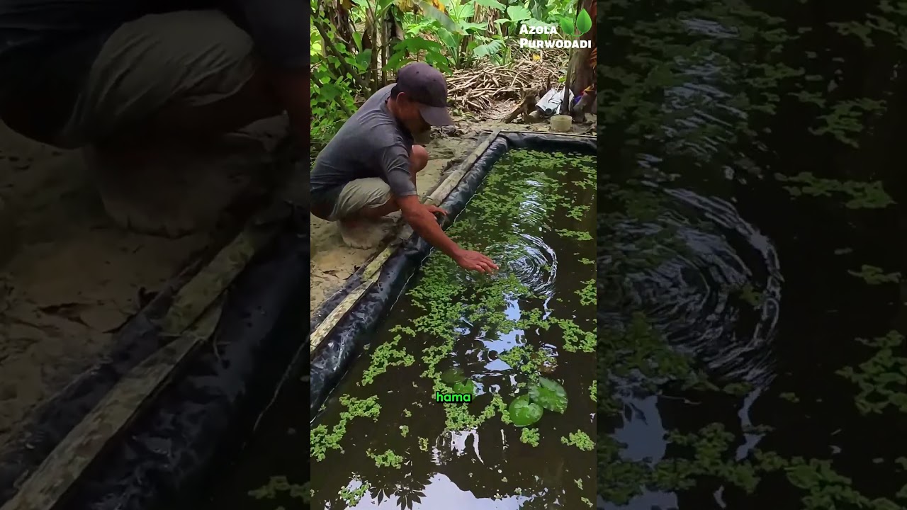 Tebar Sekali, Panen Berkali-kali! Begini Cara Budidaya Azolla 