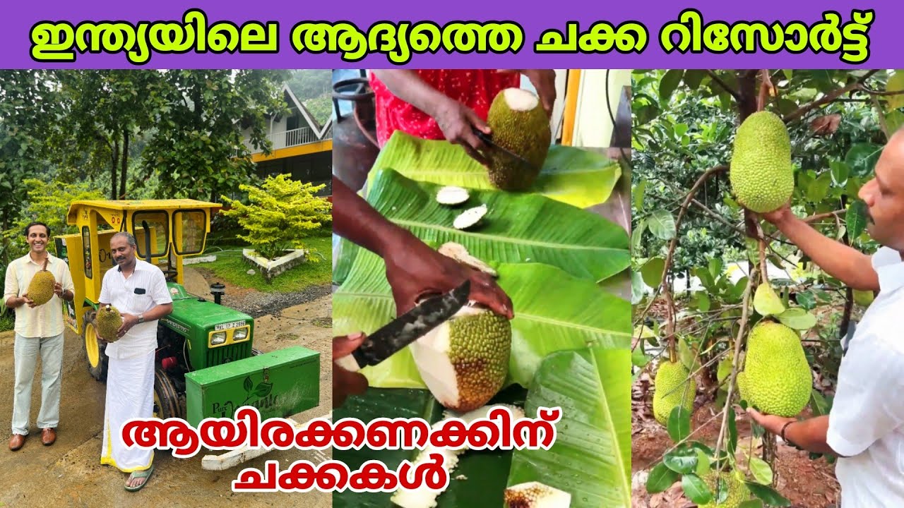 Чудеса первого в Индии курорта, где выращивают джекфрут 😍 | джекфрут | fz rover | малаялам