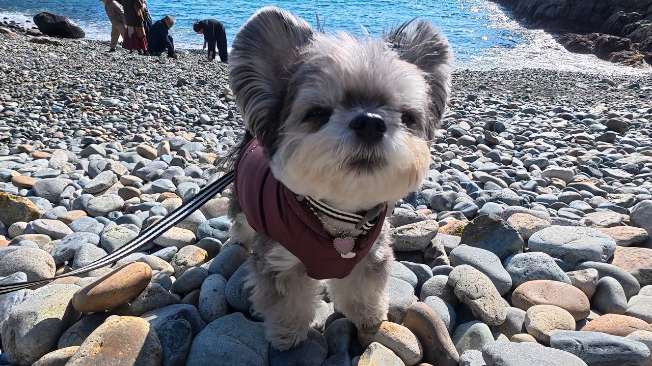 이 강아지가 부산에 가서 제일 많이 들은 말ㅋㅋㅋㅋ