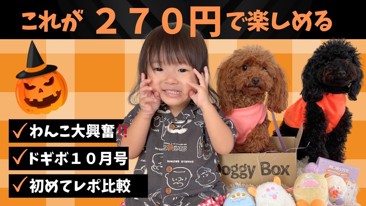 【ドギーボックス１０月号】慣れてる子VSはじめての子🐾反応が全然ちがう😂