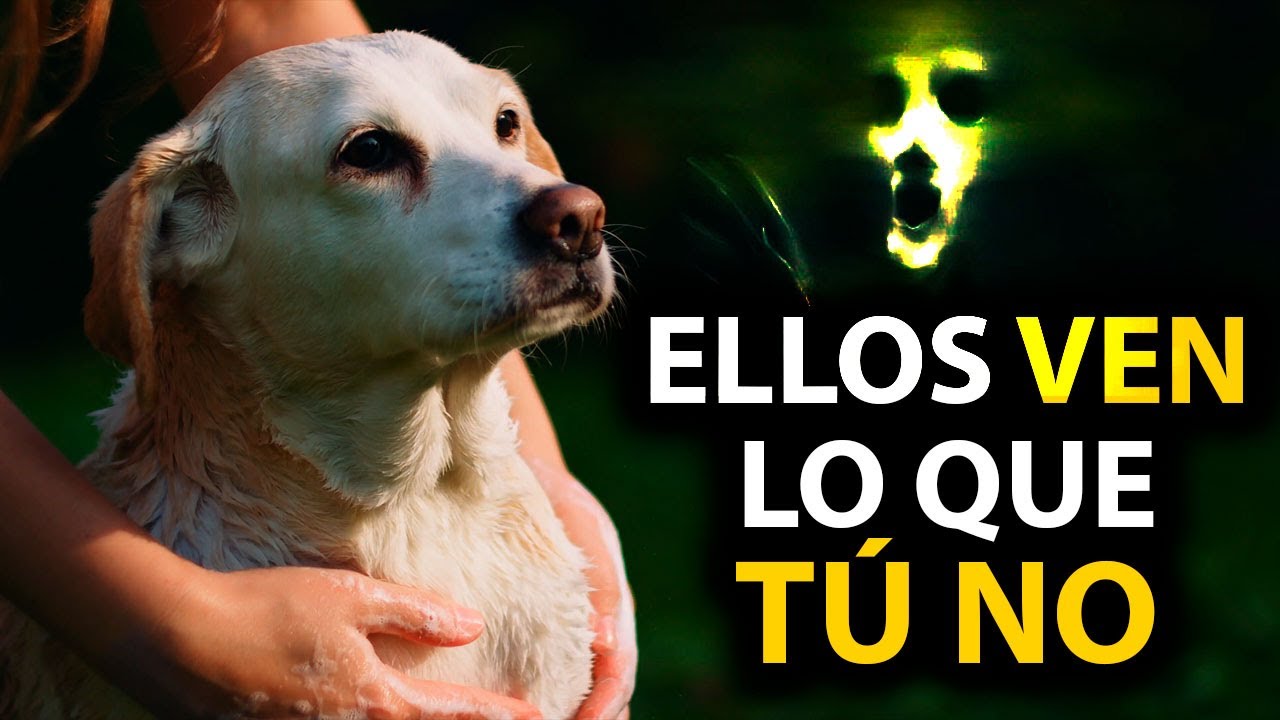 👁️12 COSAS que los PERROS PUEDEN Ver y SENTIR Pero T&Uacute; NO
