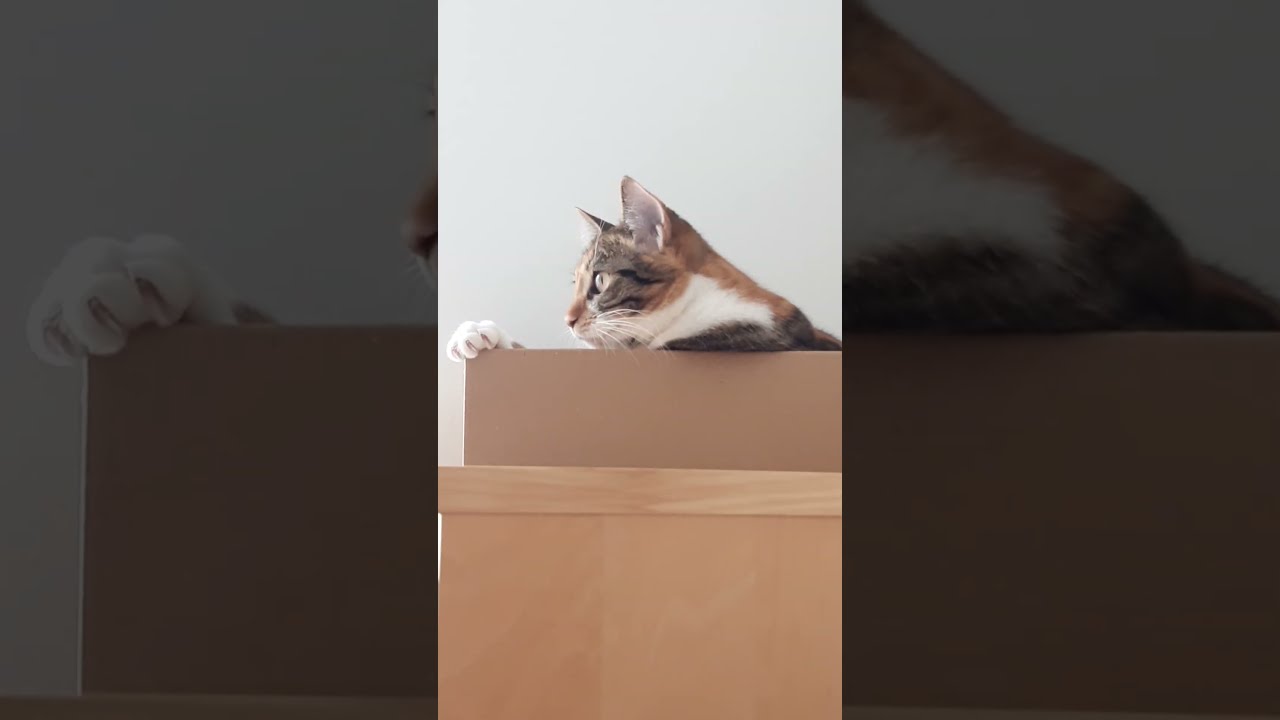 Cat sees fly (longest ekekekekekeke ever)