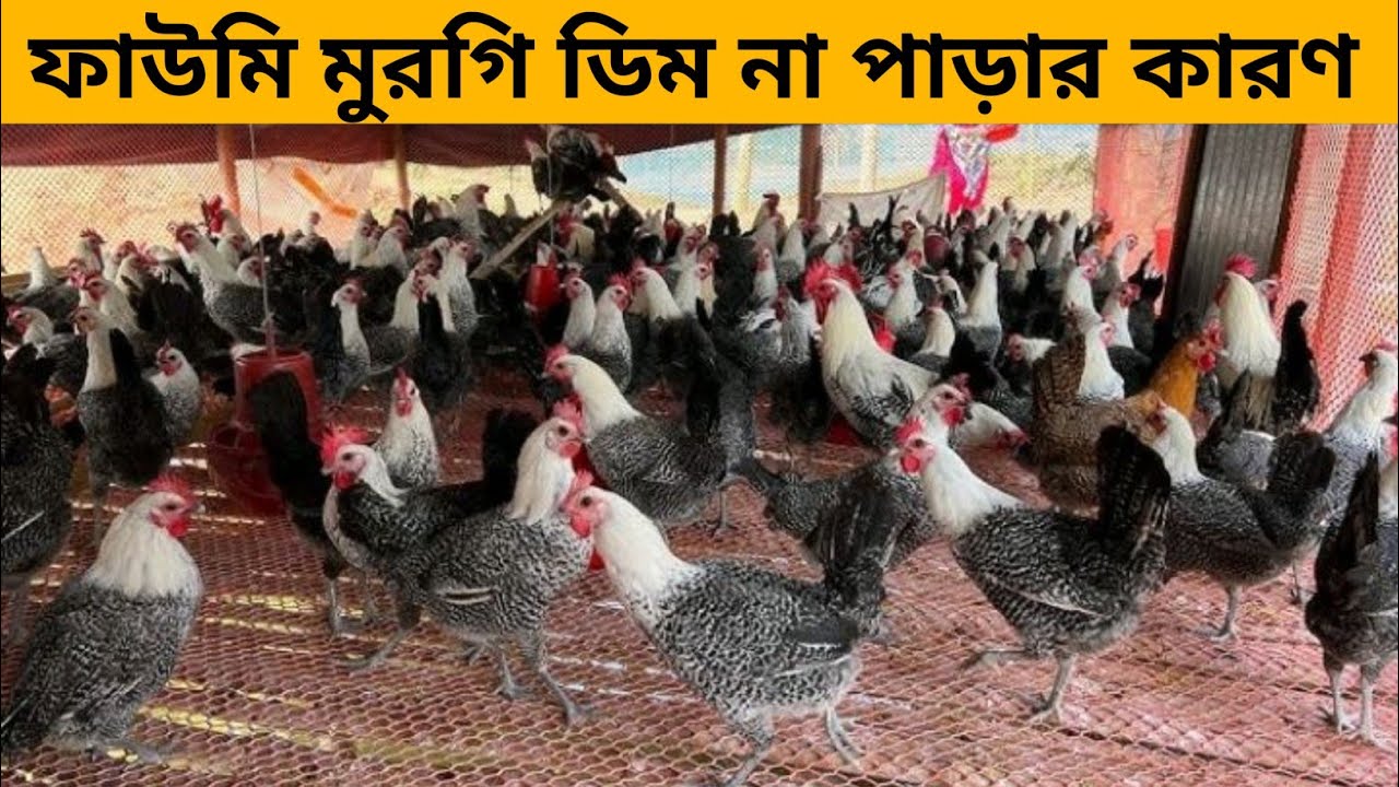 ফাউমি মুরগি ডিম না পারার গুরুত্বপূর্ণ কয়েকটি কারণ? The reason why chickens can not lay eggs?