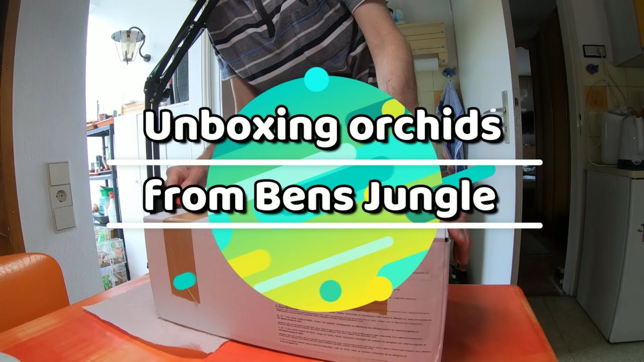 Unboxing Jewel Orchids from Bens Jungle/ Ein paar Juwelorchideen