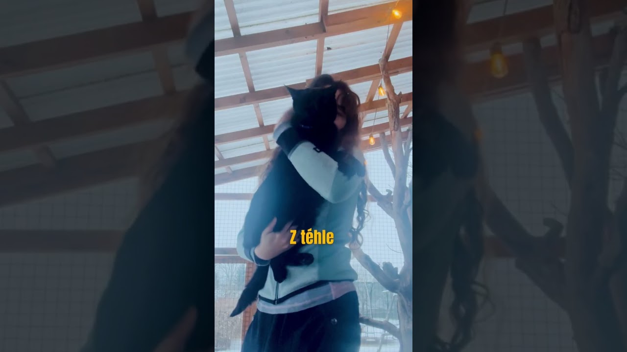 Vánoční stromek pro kočky a představení mých mazlíčků 