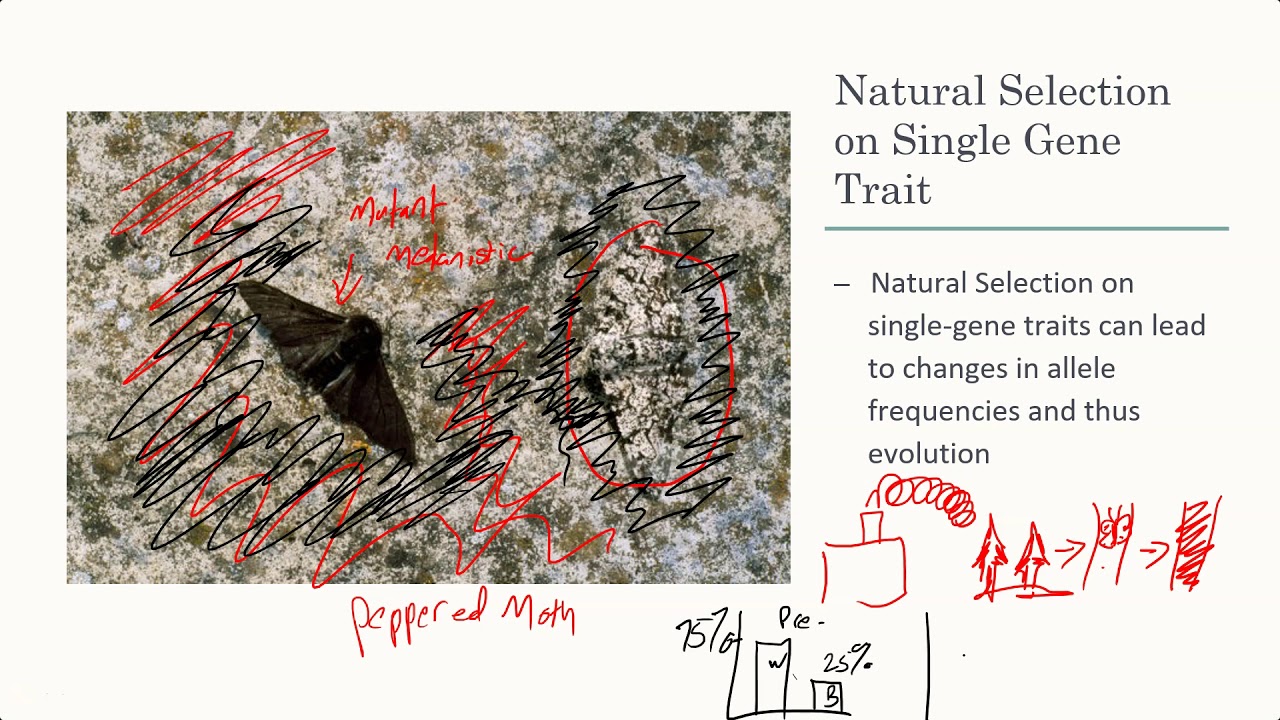 General Biology- Modern Evolution (reupload)