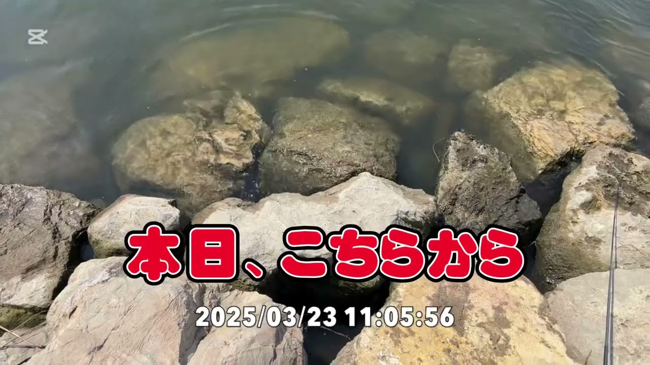 赤羽岩渕　テナガエビ速報🦞
