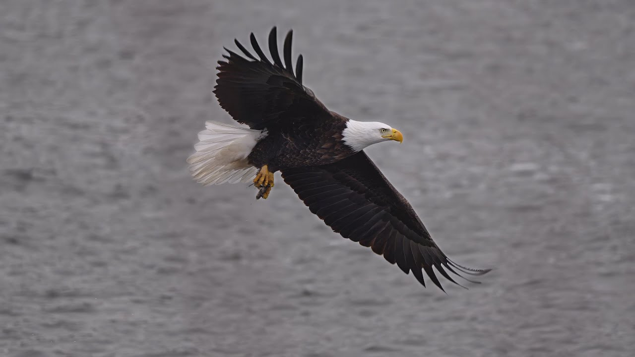 Breathtaking Eagle Hunt ❄️🦅 | A Perfect Glide & Precision Strike 