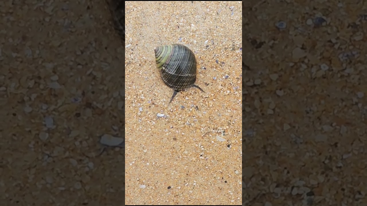 Embo beach, Coul Links. 🌊 #Beach #coullinks #nature #sea #reserve #embo #sand #walking #tourism
