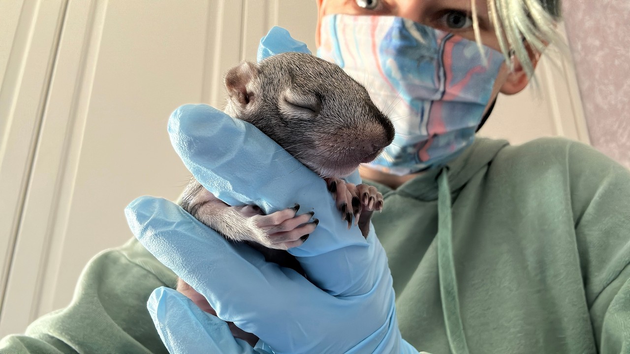 Baby Squirrel Rescue