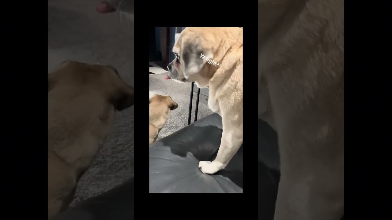 Dolly vs Axel #dog #fighting #ytvideo 