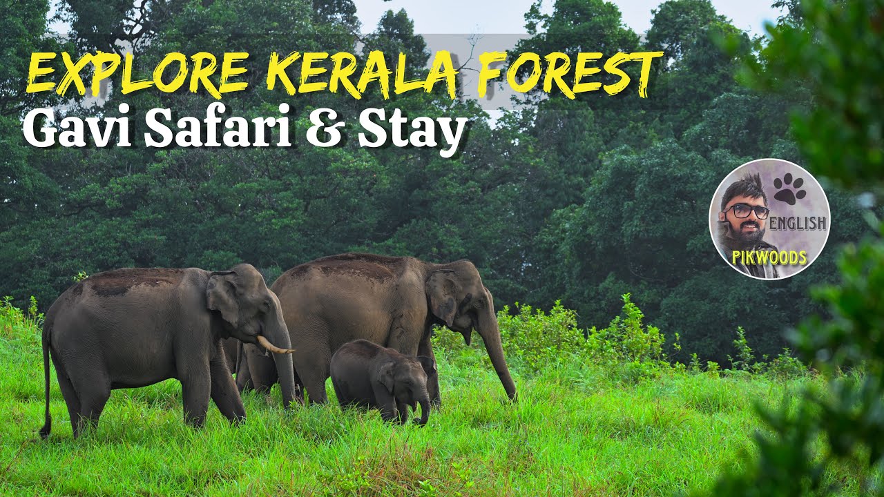 Stay and trekking package in Gavi Forest English | Gavi safari in Thekkady Kerala