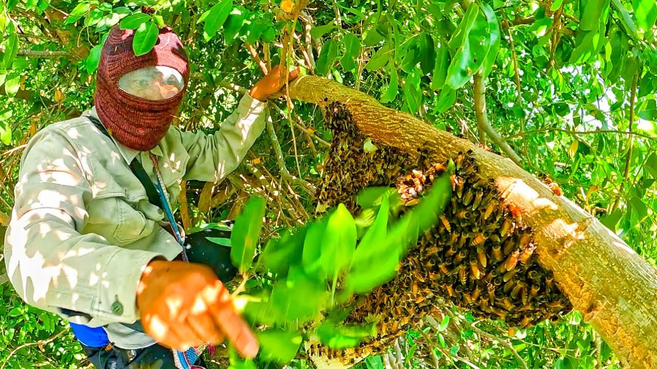 เทคนิคนี้ใช้ดีเหมือนเดิม หาผึ้ง หามิ้ม จุดเดิมของทุกปี ไม่มีพลาด ช่วงนี้เริ่มเข้าก่อไผ่แล้ว