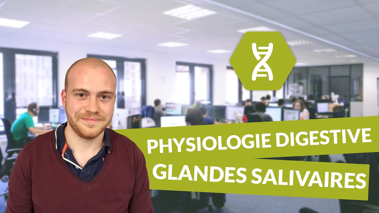 Physiologie digestive, description des glandes salivaires - Physiologie