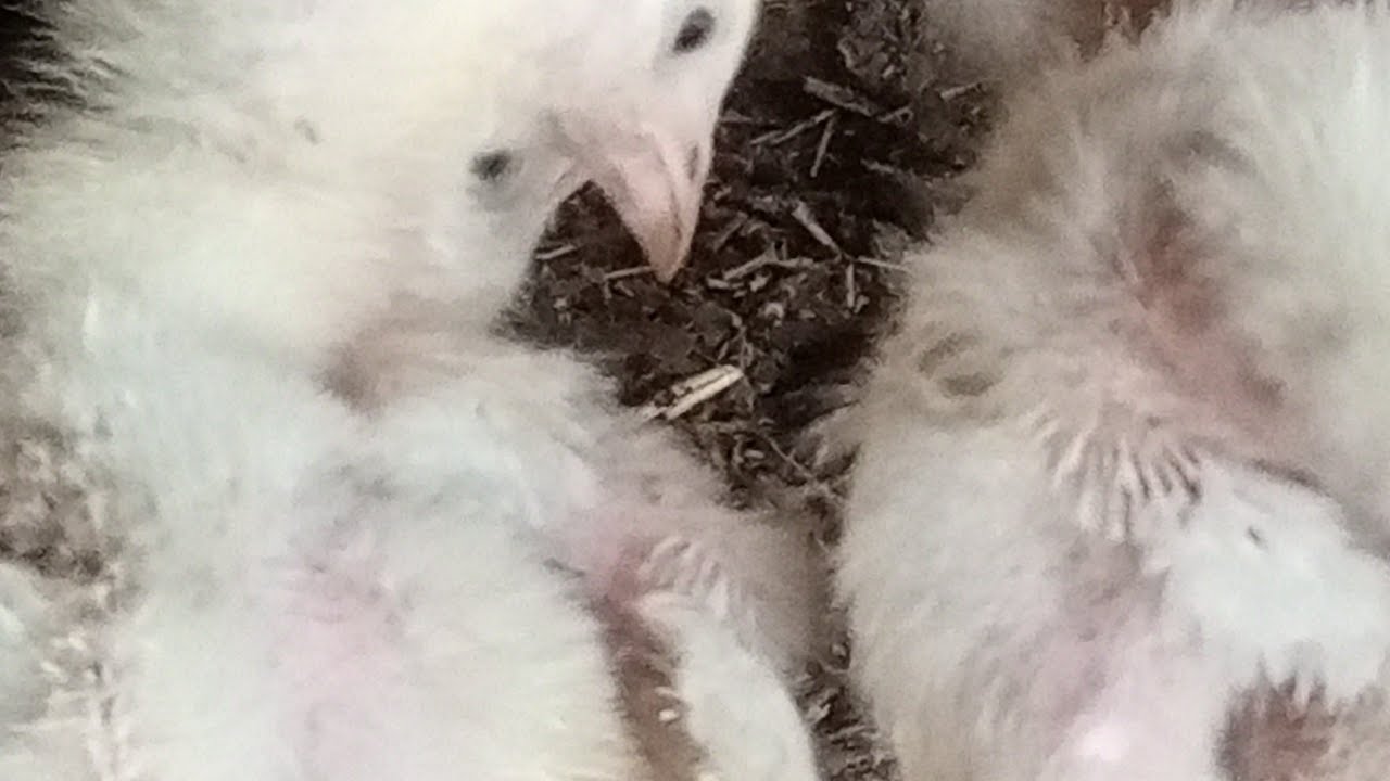 How to poultry in house /Poultry forming in house /