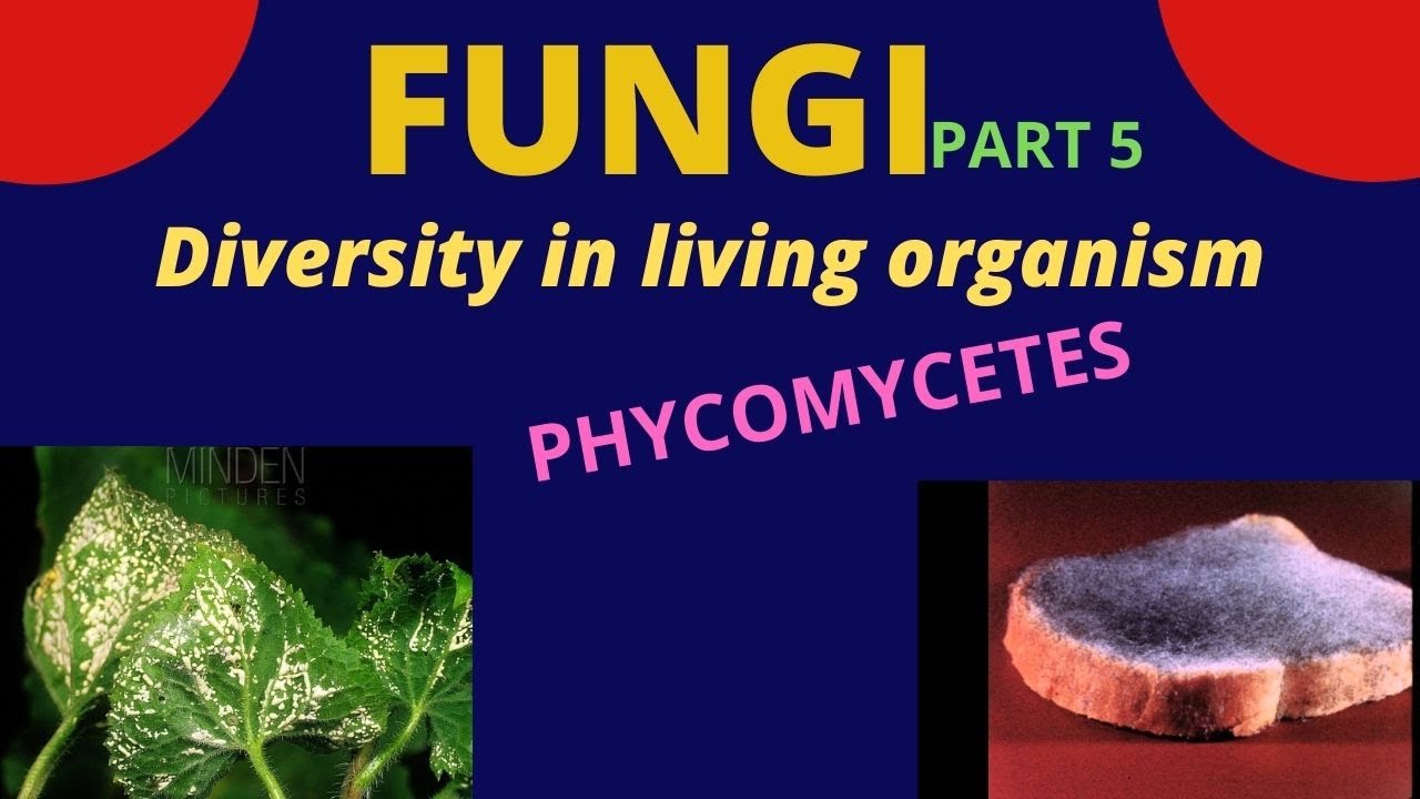 Tricks to learn examples //Class- Phycomycetes // kingdom -fungi  | Class 9/ 11 Biology/NEET