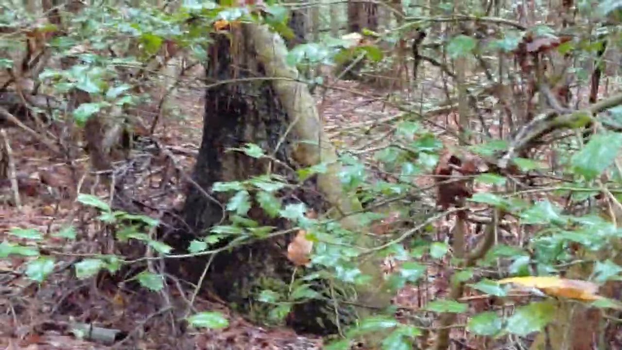 PT2  OCT8TH..LOOKIN FOR SQUATCH.S EVEDENCE 