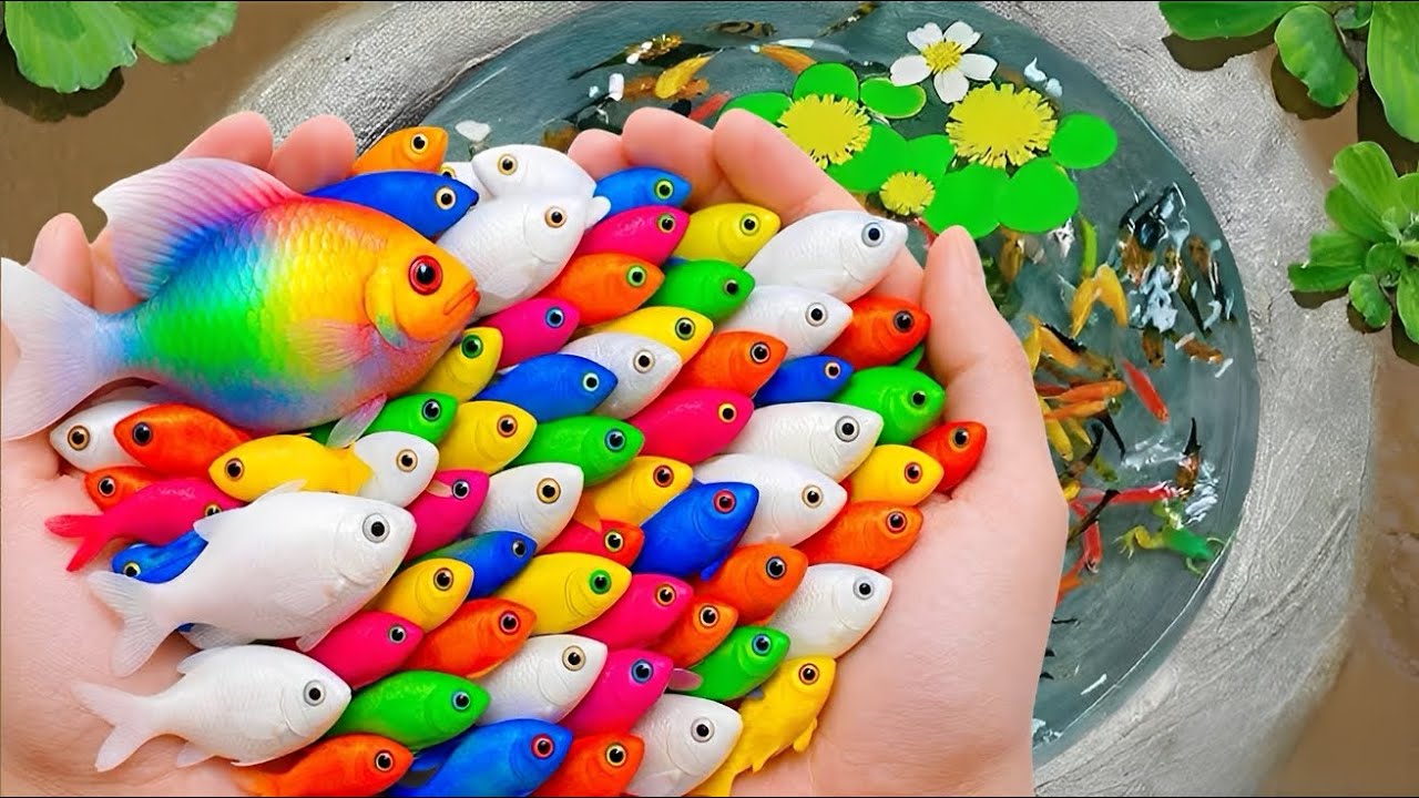 Catch beautiful ornamental fish, lobsters, yellow catfish, mollies, angelfish and more in the river.