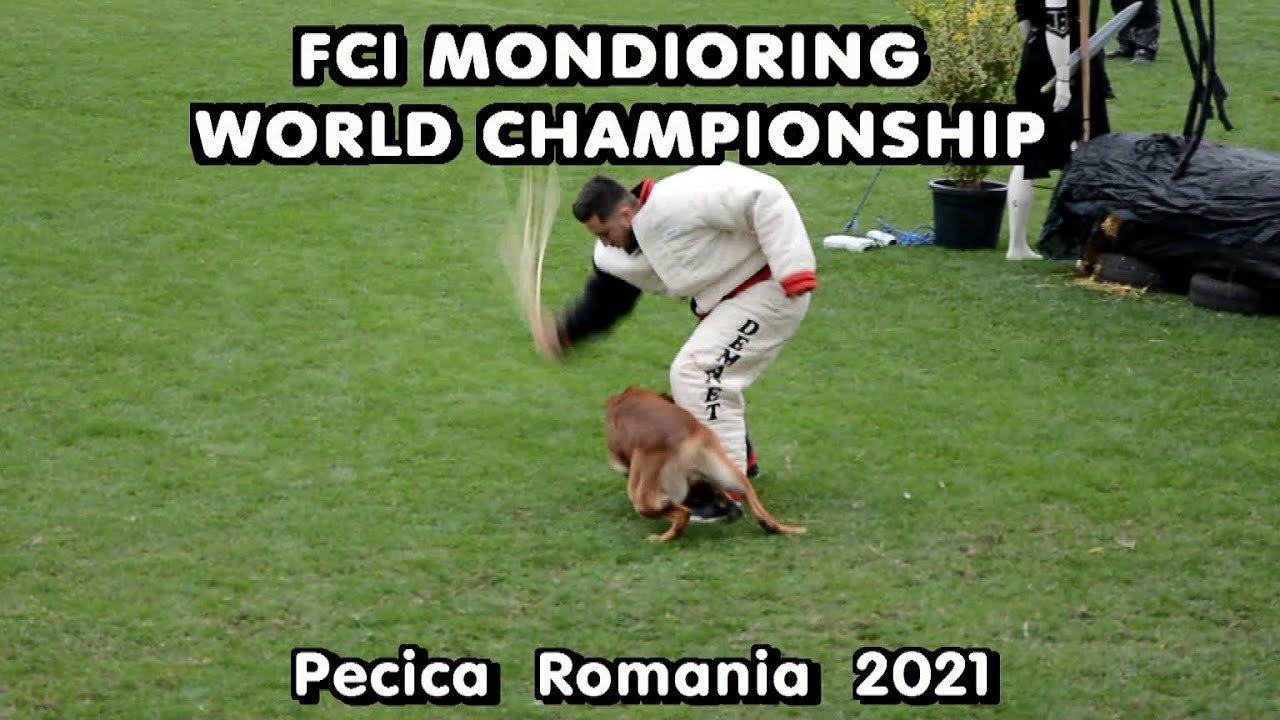 FCI Mondioring world championship 2021