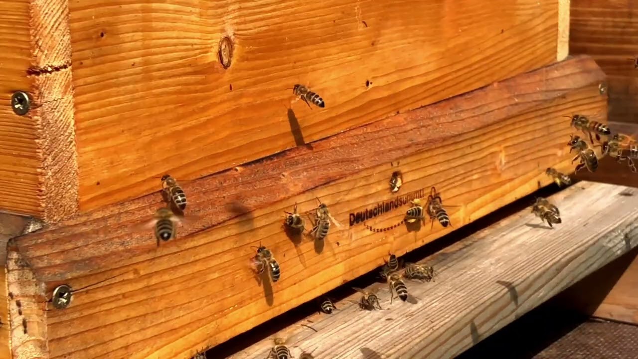 Пасіка. Гул бджіл. Біля вулика. Бджоли працюють