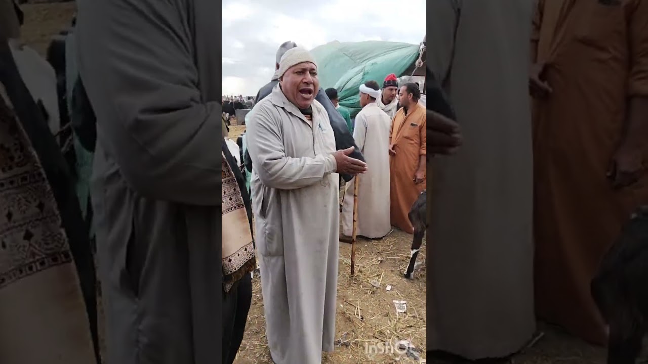 المعلم محمد سعيد سنباط مزكز زفتي محافظه الغربيه