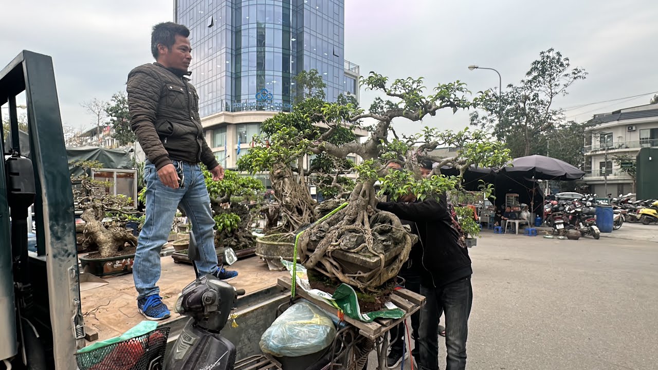 85 TRIỆU CỐT SANH HÌNH THÚ, MÚC RỒI - BÁU VẬT ĐÃ VỀ ĐỘI, CHỢ VẠN PHÚC SỐT CÂY