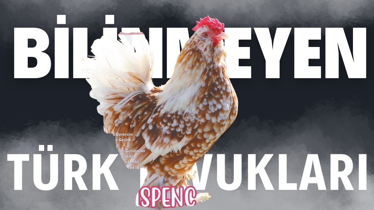 BİLİNMEYEN TÜRK TAVUKLARI / Talha Uğurluel
