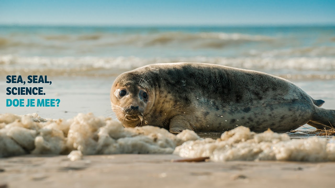 Seals live | Phase 1 @ WEC Lauwersoog, Netherlands