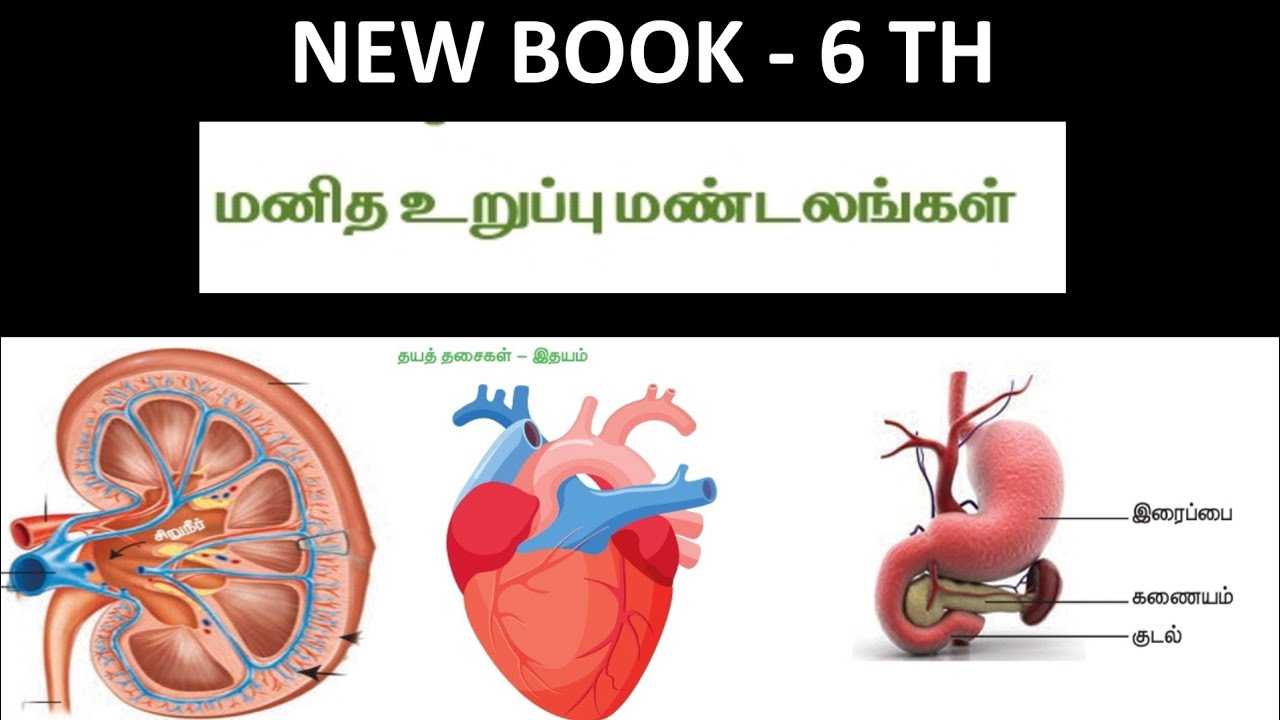 மனித உறுப்பு மண்டலங்கள் | 6th New | 40 - Questions