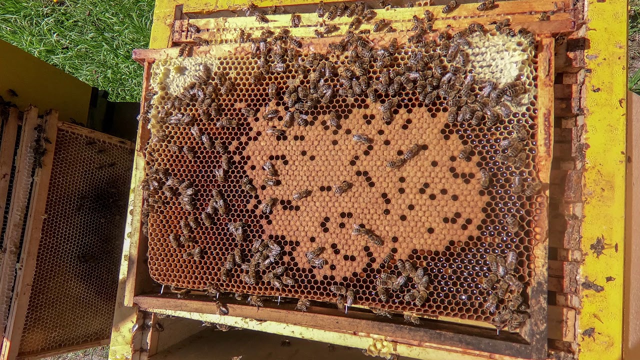 innsmelting av voks v2