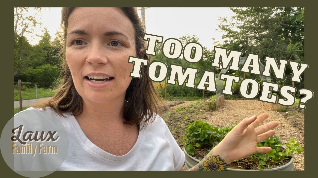 The Great Wall of Volunteer Tomato Plants | Too Many Tomatoes