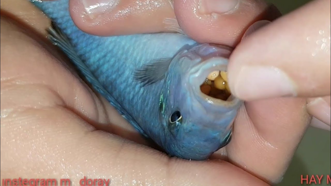 CİKLET KUSTURMA  (Y&Uuml;ZLERCE YAVRU BALIK)