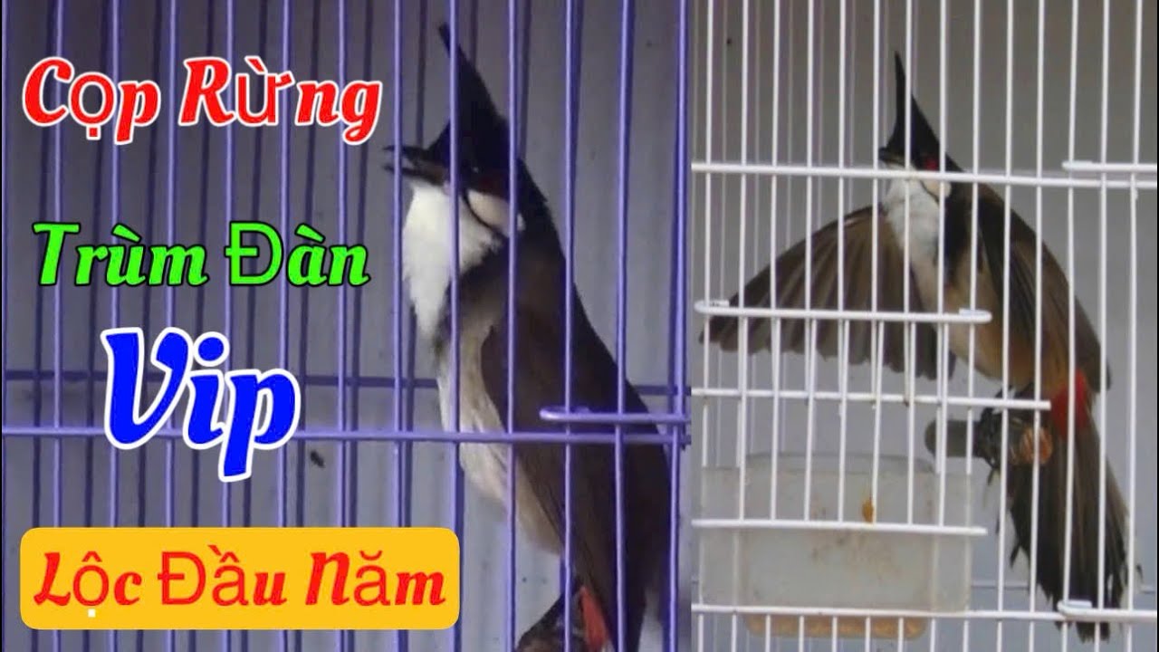 Cọp Rừng Siêu Trùm Đàn - Lộc Đầu Xuân Quá Vip Và Chất / Bổi Tuyển Chơi Mãn Nhãn