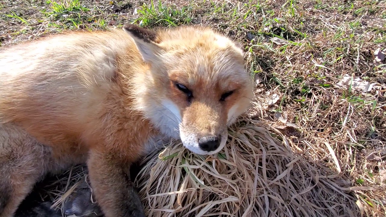 The stars! Finnegan and Dixie