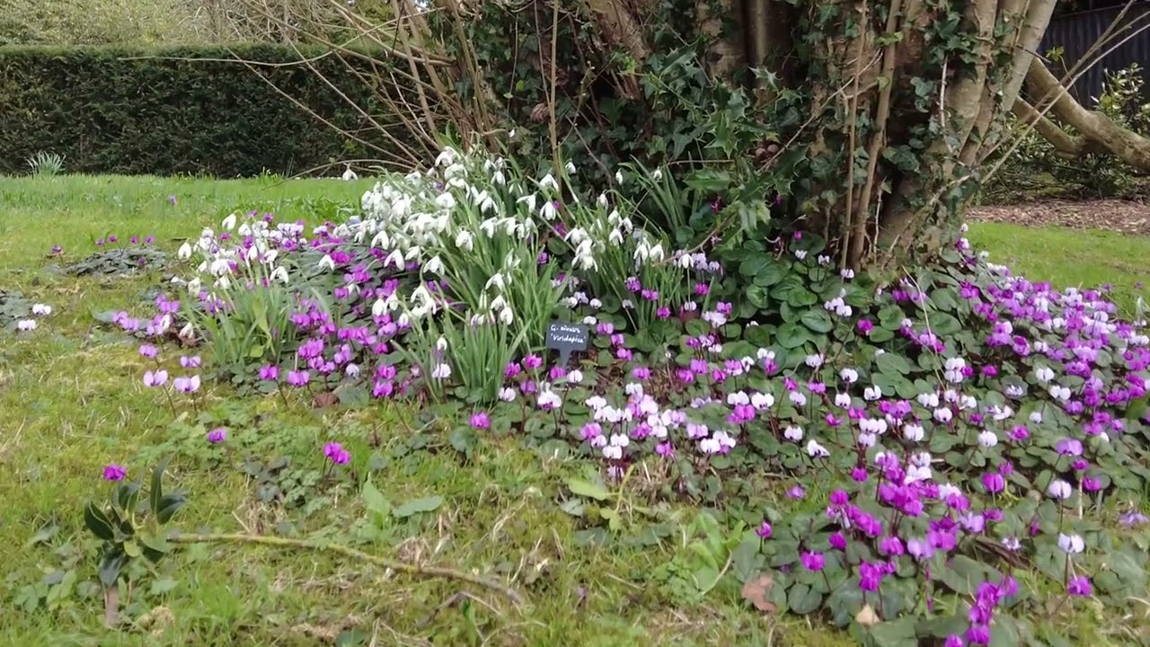 Walking around Benington Lordship Gardens in Hertfordshire at snowdrop time