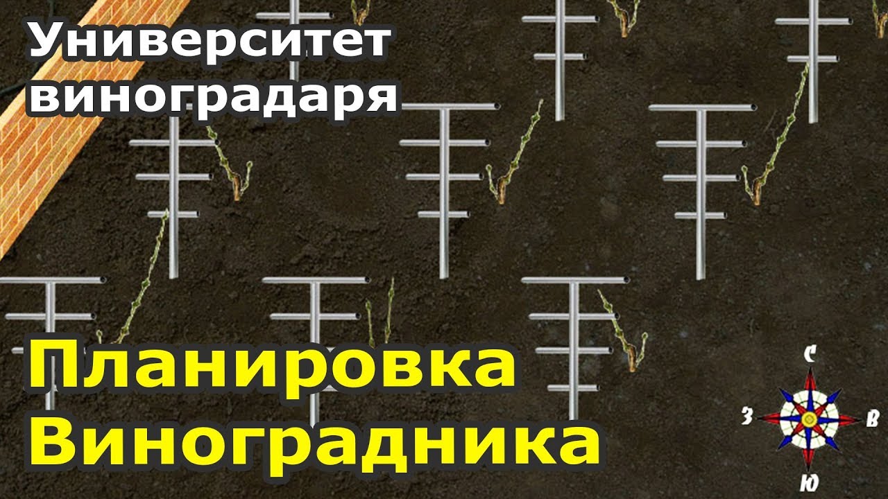 4. Планировка виноградника