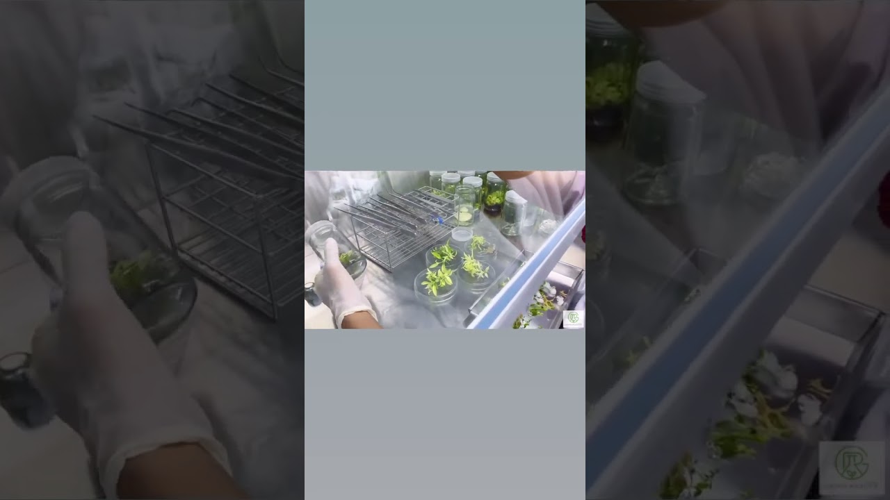 🌿Represent Growth Revolution laboratory ✨#Growthup #GrowthRevolution #TCplant #Plattissueculture