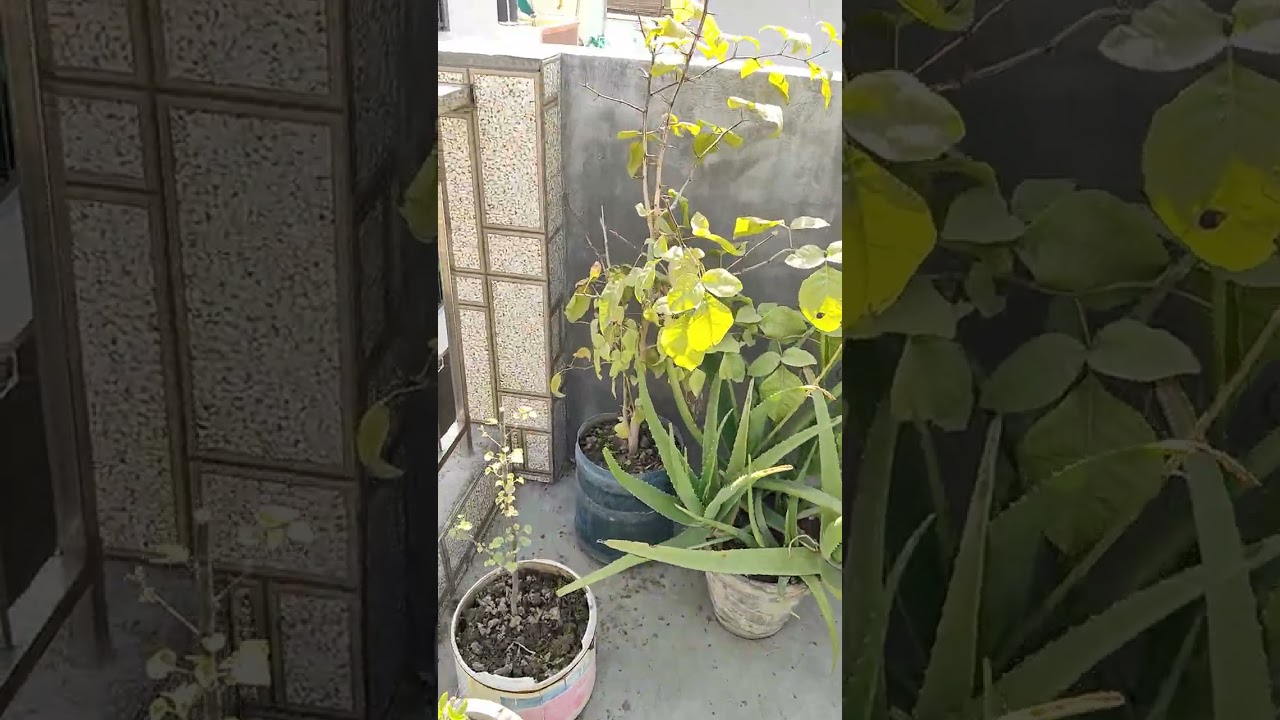 DORIWAL TUBE (D -TUBE)