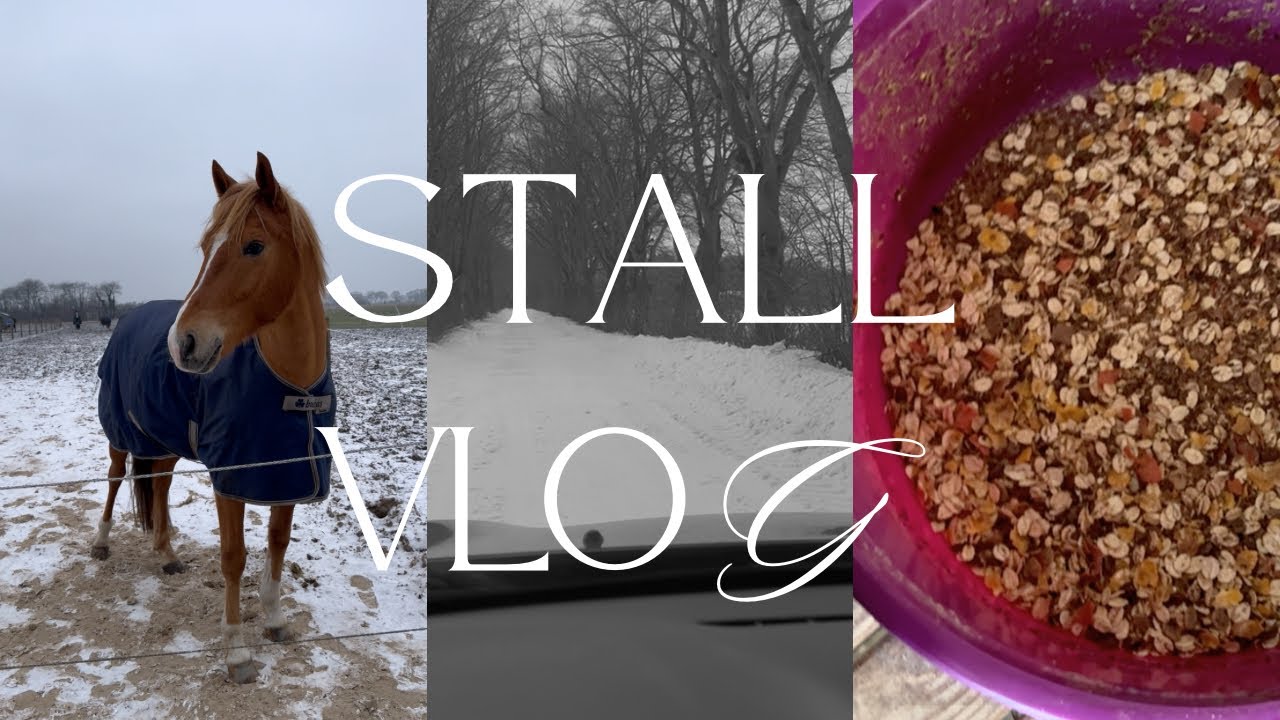 Neue Stute im Stall 👀🐴 | Herde, Futter & Happy being Happy