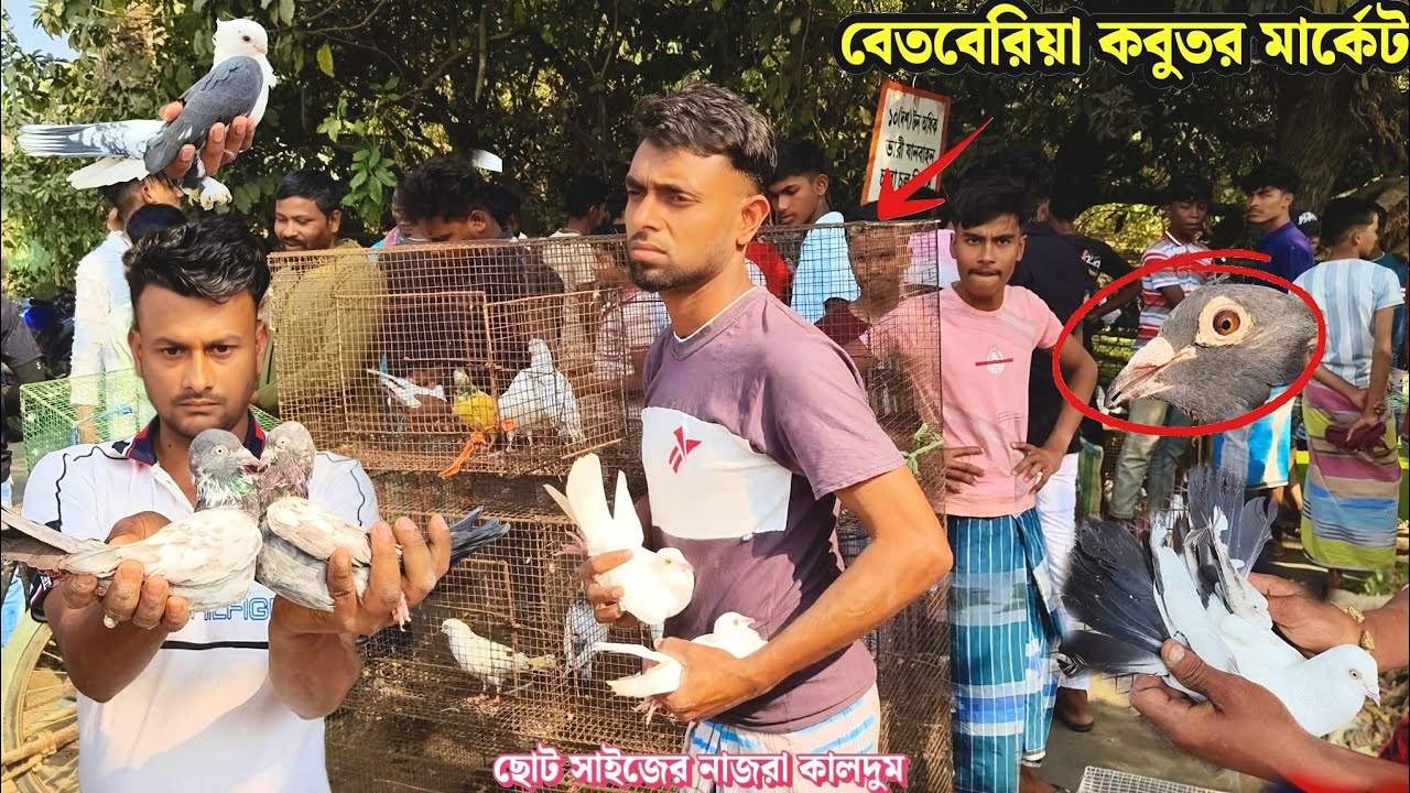 ছোট সাইজের নাজরা কালদুম | বেতবেরিয়া কবুতর মার্কেট