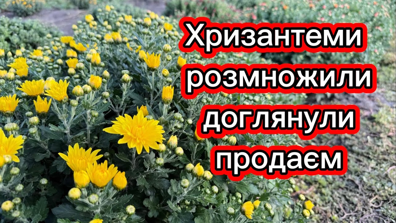 Вирощування хризантем, нічого складного 