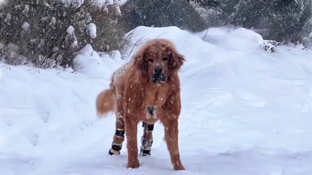 Heartbreaking disabled dog rejected by owner and the sad truth behind