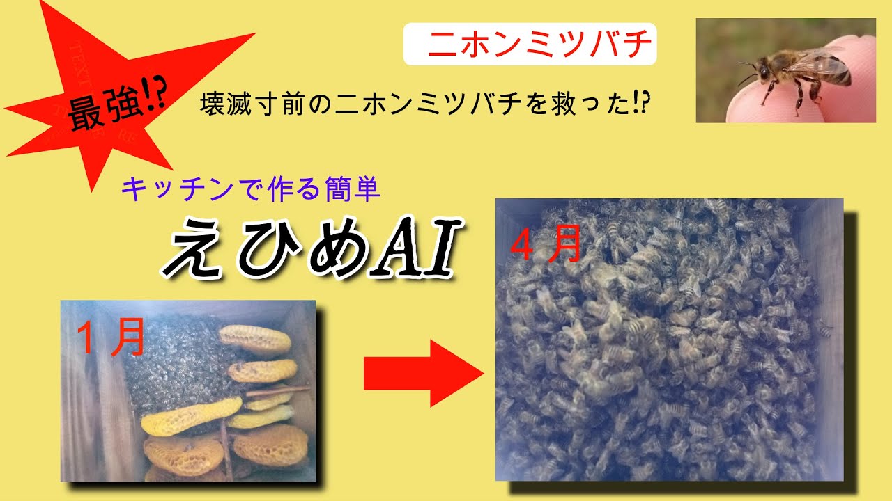 【趣味の養蜂】ニホンミツバチ壊滅寸前の群れを救った！？　えひめAIがスゴいっ！！3カ月後には、重箱式巣箱4段まで復活して、分蜂も間近です。