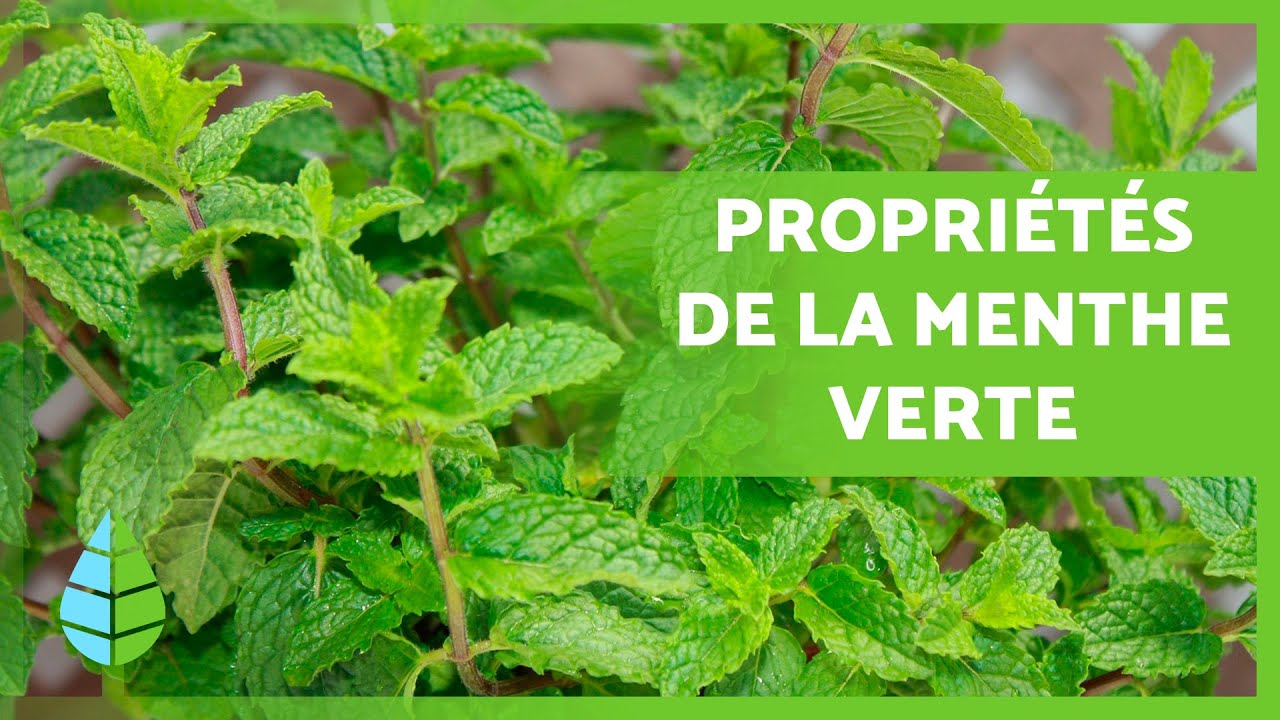 BIENFAITS de la MENTHE VERTE 🌿 (Propri&eacute;t&eacute;s, Comment La Consommer et Contre-indications)