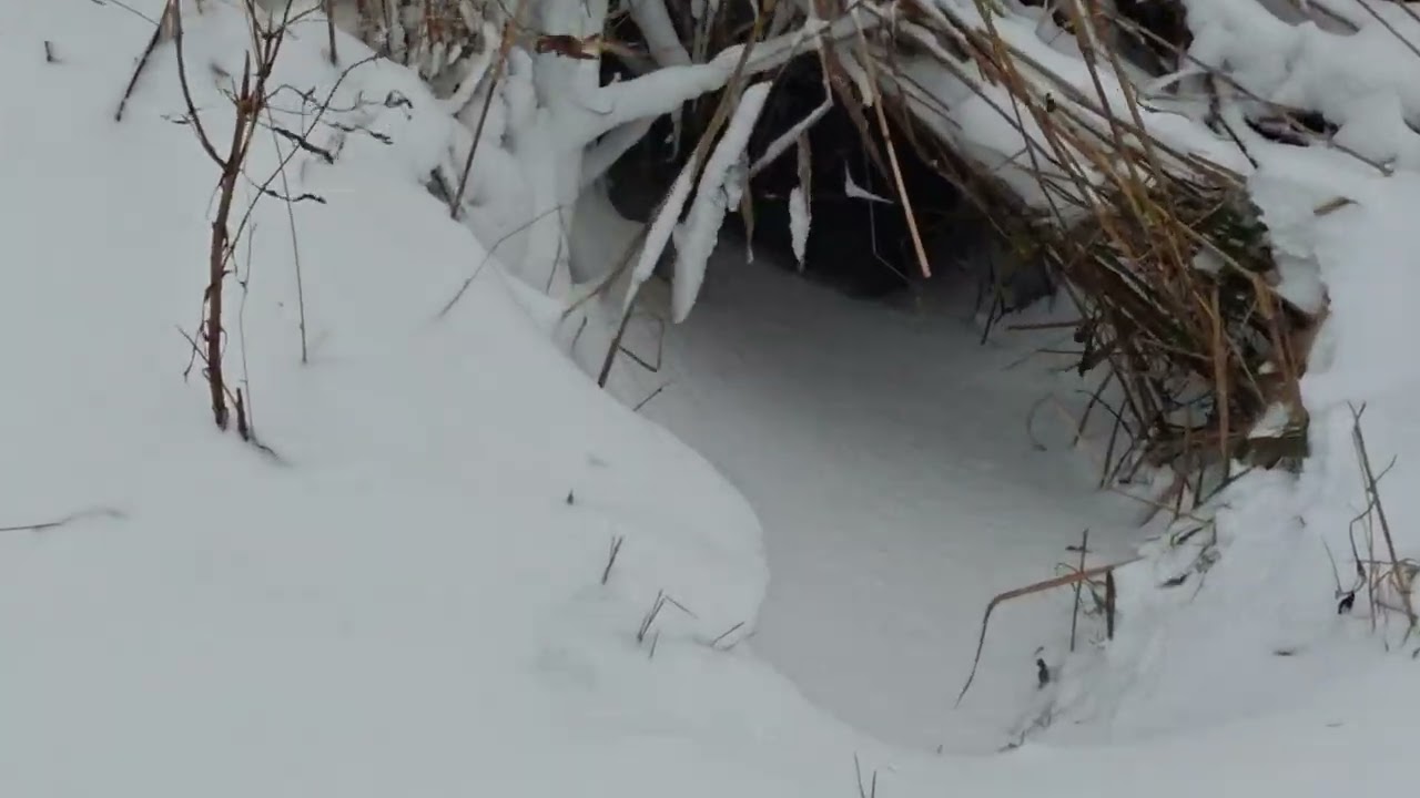 Winterwanderung von Schönkirchen Nach Schulen am Langsee